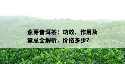 紫芽普洱茶：功效、作用及禁忌全解析，价格多少？