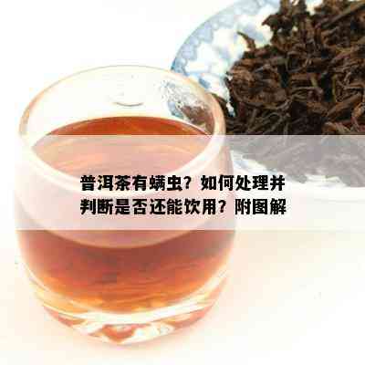 普洱茶有螨虫？如何处理并判断是否还能饮用？附图解