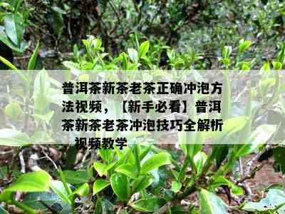 普洱茶新茶老茶正确冲泡方法视频，【新手必看】普洱茶新茶老茶冲泡技巧全解析，视频教学