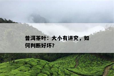 普洱茶叶：大小有讲究，怎样判断好坏？