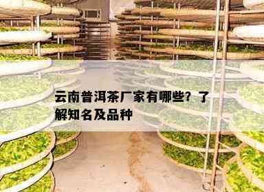 云南普洱茶厂家有哪些？熟悉知名及品种