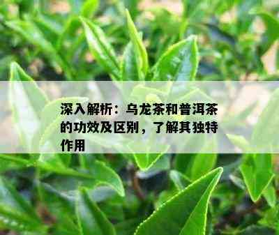 深入解析：乌龙茶和普洱茶的功效及区别，熟悉其特别作用