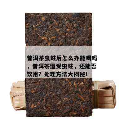 普洱茶虫蛀后怎么办能喝吗，普洱茶遭受虫蛀，还能否饮用？解决方法大揭秘！