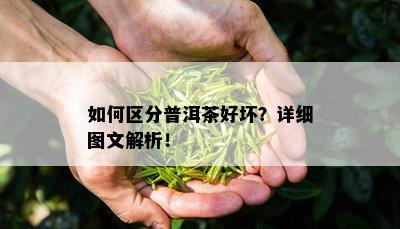 如何区分普洱茶好坏？详细图文解析！