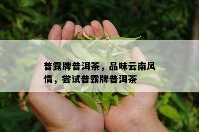 普露牌普洱茶，品味云南风情，尝试普露牌普洱茶