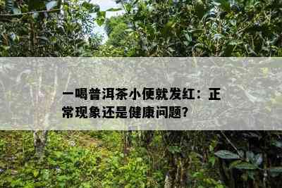 一喝普洱茶小便就发红：正常现象还是健康疑问？