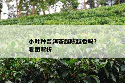 小叶种普洱茶越陈越香吗？看图解析