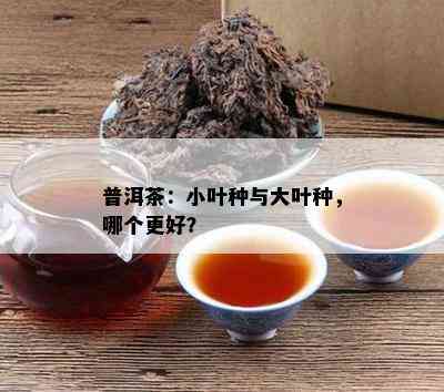 普洱茶：小叶种与大叶种，哪个更好？