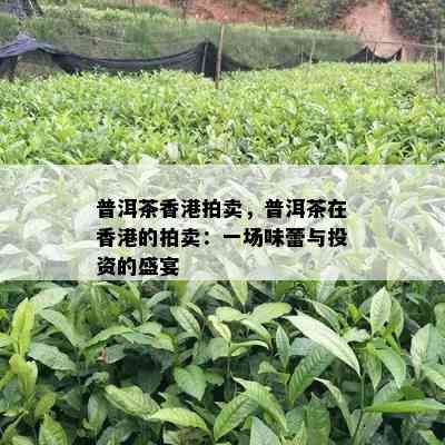 普洱茶拍卖，普洱茶在的拍卖：一场味蕾与投资的盛宴