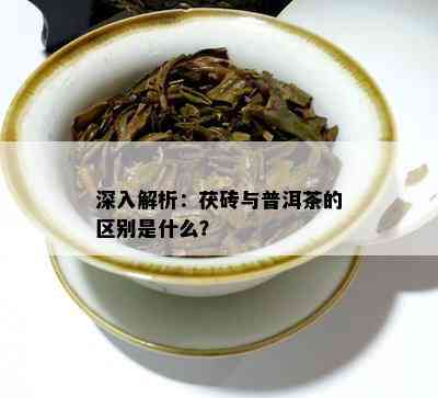 深入解析：茯砖与普洱茶的区别是什么？