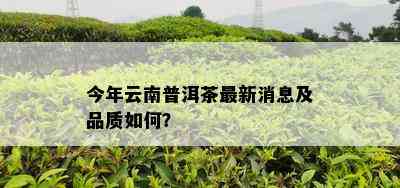 今年云南普洱茶最新消息及品质怎样？