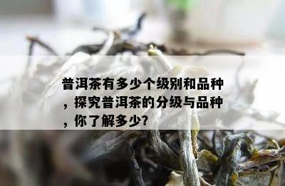 普洱茶有多少个级别和品种，探究普洱茶的分级与品种，你熟悉多少？