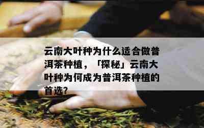 云南大叶种为什么适合做普洱茶种植，「探秘」云南大叶种为何成为普洱茶种植的首选？