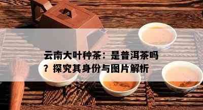 云南大叶种茶：是普洱茶吗？探究其身份与图片解析