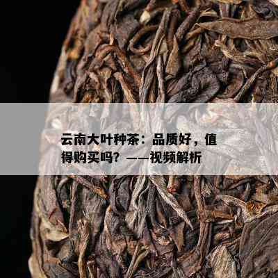 云南大叶种茶：品质好，值得购买吗？——视频解析