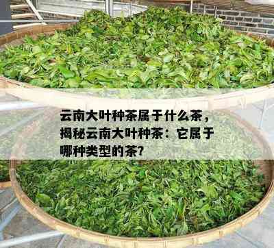 云南大叶种茶属于什么茶，揭秘云南大叶种茶：它属于哪种类型的茶？