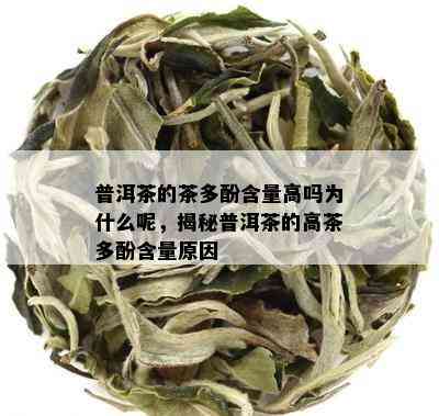 普洱茶的茶多酚含量高吗为什么呢，揭秘普洱茶的高茶多酚含量起因