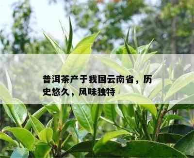 普洱茶产于我国云南省，历史悠久，风味独特