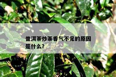 普洱茶炒茶香气不足的原因是什么？