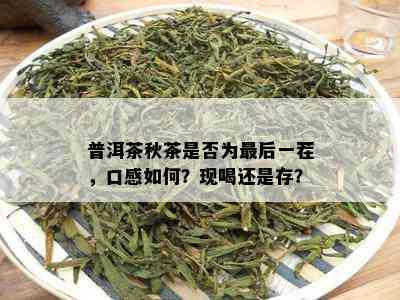 普洱茶秋茶是不是为最后一茬，口感怎样？现喝还是存？