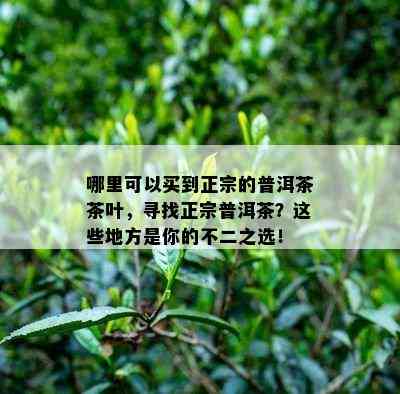 哪里可以买到正宗的普洱茶茶叶，寻找正宗普洱茶？这些地方是你的不二之选！