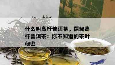 什么叫高杆普洱茶，探秘高杆普洱茶：你不知道的茶叶秘密