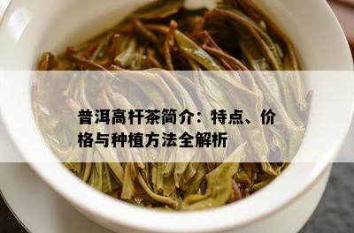 普洱高杆茶简介：特点、价格与种植方法全解析