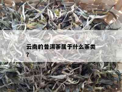 云南的普洱茶属于什么茶类？