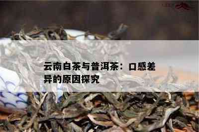 云南白茶与普洱茶：口感差异的起因探究