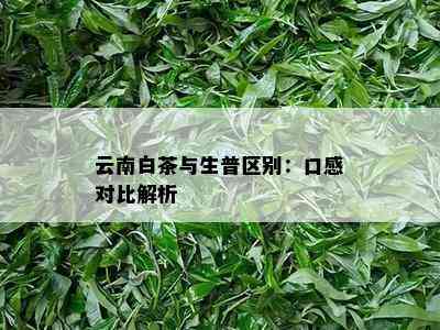 云南白茶与生普区别：口感对比解析