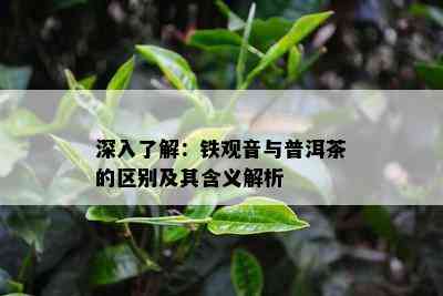 深入熟悉：铁观音与普洱茶的区别及其含义解析