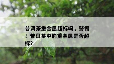 普洱茶重金属超标吗，警惕！普洱茶中的重金属是不是超标？