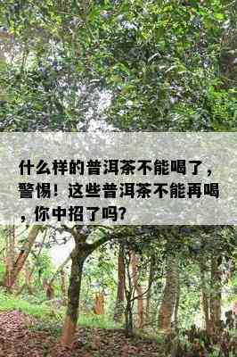 什么样的普洱茶不能喝了，警惕！这些普洱茶不能再喝，你中招了吗？