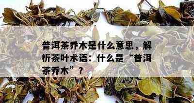 普洱茶乔木是什么意思，解析茶叶术语：什么是“普洱茶乔木”？