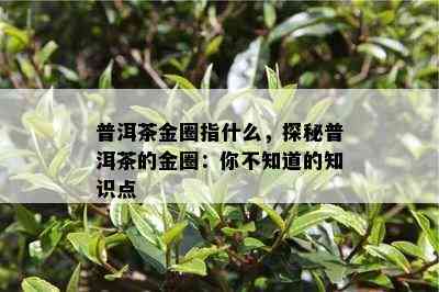 普洱茶金圈指什么，探秘普洱茶的金圈：你不知道的知识点