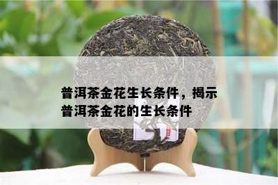 普洱茶金花生长条件，揭示普洱茶金花的生长条件