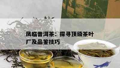 凤临普洱茶：探寻顶级茶叶厂及品鉴技巧