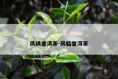 凤鳞普洱茶-凤临普洱茶