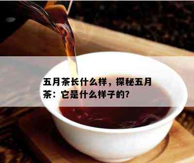 五月茶长什么样，探秘五月茶：它是什么样子的？