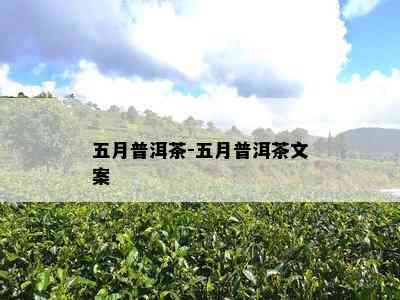 五月普洱茶-五月普洱茶文案