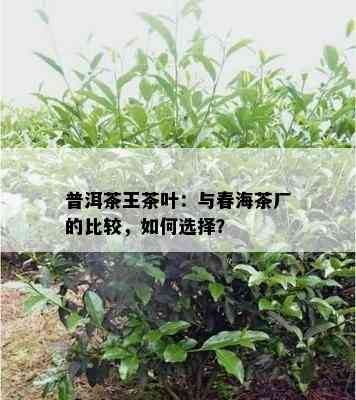 普洱茶王茶叶：与春海茶厂的比较，怎样选择？