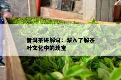 普洱茶讲解词：深入了解茶叶文化中的瑰宝