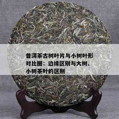 普洱茶古树叶片与小树叶形对比图：边缘区别与大树、小树茶叶的区别