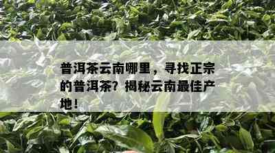 普洱茶云南哪里，寻找正宗的普洱茶？揭秘云南更佳产地！