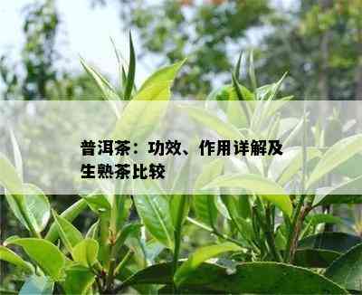 普洱茶：功效、作用详解及生熟茶比较