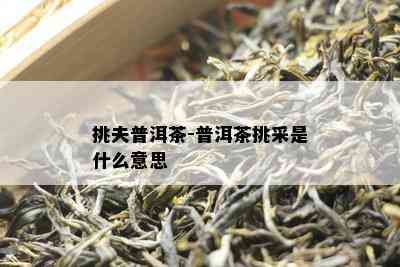 挑夫普洱茶-普洱茶挑采是什么意思