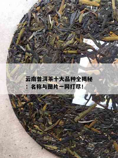 云南普洱茶十大品种全揭秘：名称与图片一网打尽！