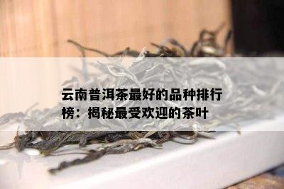 云南普洱茶更好的品种排行榜：揭秘更受欢迎的茶叶