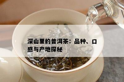 深山里的普洱茶：品种、口感与产地探秘