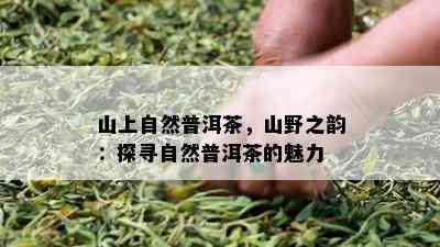 山上自然普洱茶，山野之韵：探寻自然普洱茶的魅力